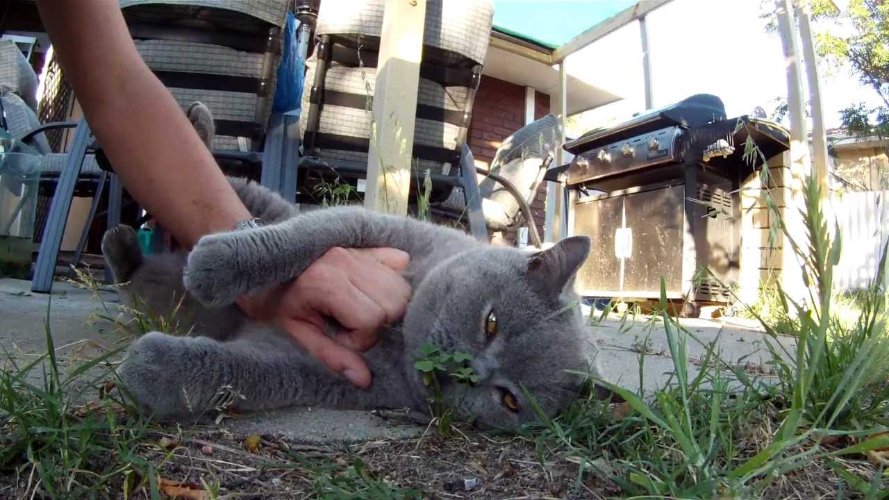 Playing with my British Shorthair 2 years old