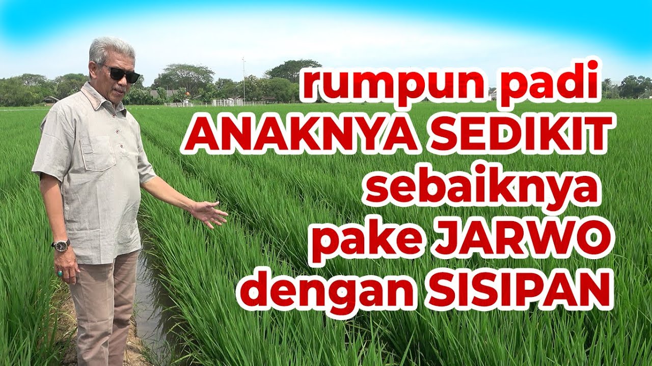 Seperti ini Pola Tanam Padi Jajar Legowo 2:1, 4:1 tipe 1 dan tipe 2