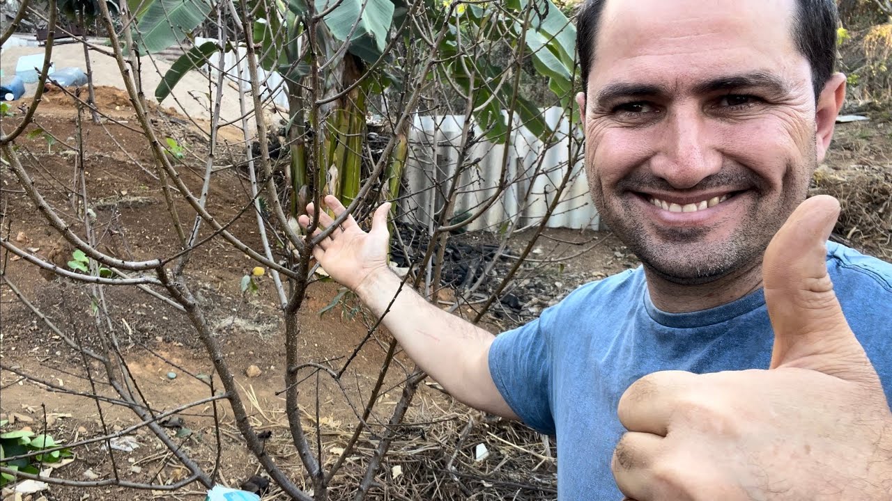 COMO PODAR O PESSEGUEIRO CORRETAMENTE