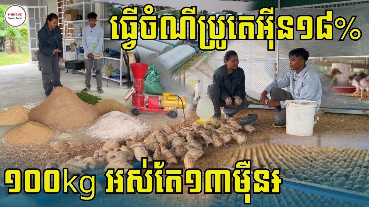 ធ្វើចំណីក្រួចដោយខ្លួនឯង ១គីឡូអស់តែ១៣០០៛ បានចំណីប្រូតេអុីន ១៨-១៩ភាគរយ ចិញ្ចឹម៤០ថ្ងៃលក់ចេញ