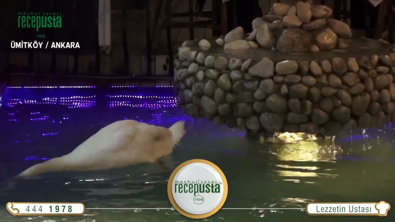Meşhur Tavacı Recep Usta | Ankara &Uuml;mitk&ouml;y