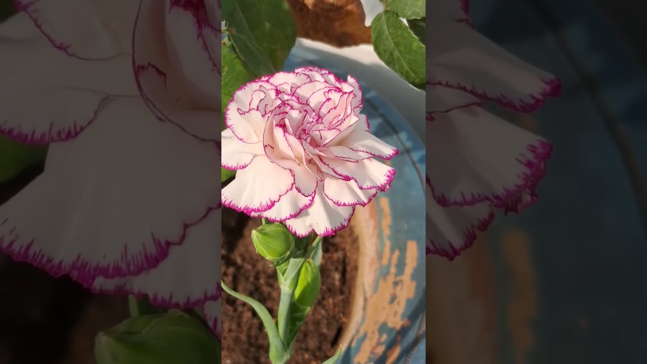 How to Grow Healthy Carnation Flowers at Home || #carnation #gardening #shorts