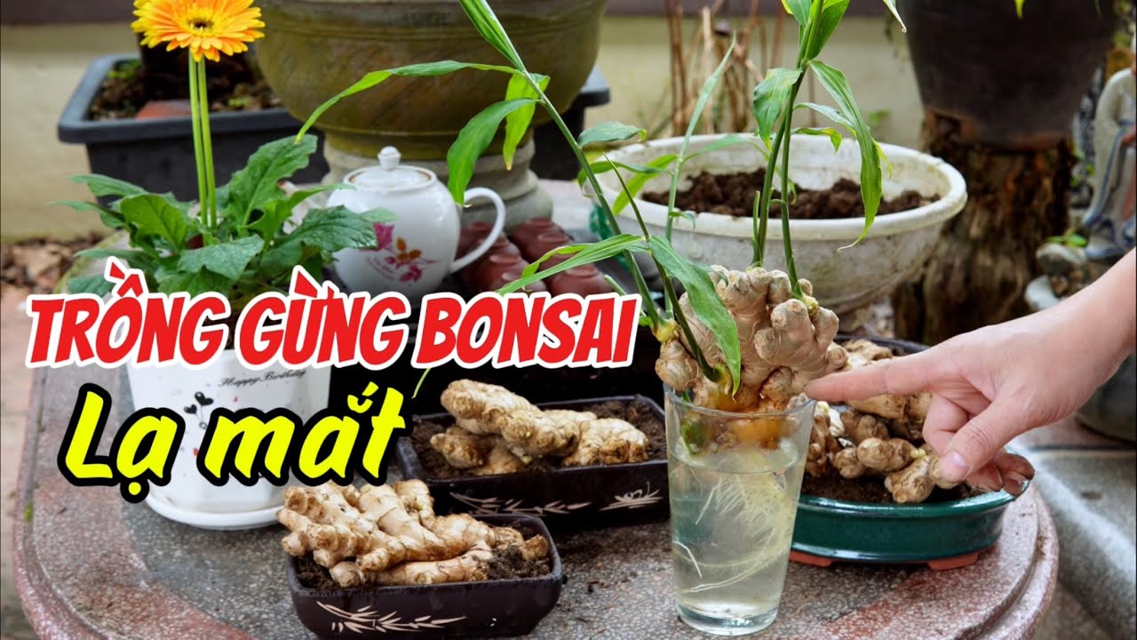 Trồng Gừng chơi bonsai để bàn khá lạ mắt