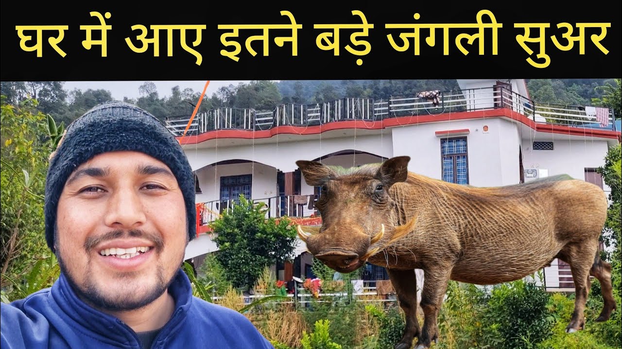 जंगली जानवरों का खतरनाक आतंक || Pahadi Village Lifestyle Vlog 