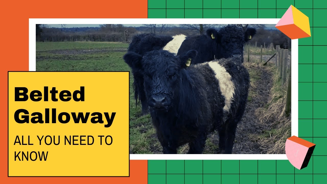 Belted Galloway facts 🐄 traditional Scottish breed of beef cattle 🐄