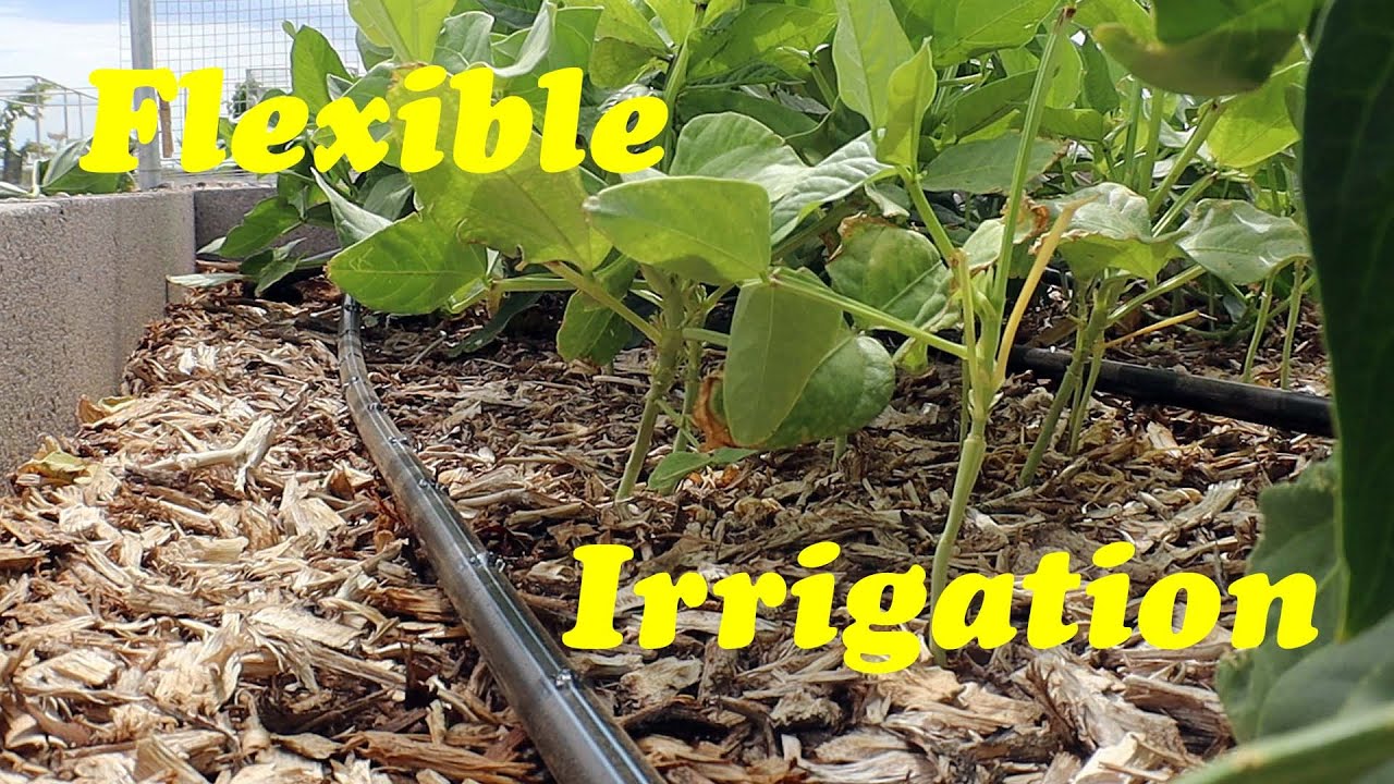 Watering Raised Beds in the Desert | How to Install Drip Tape