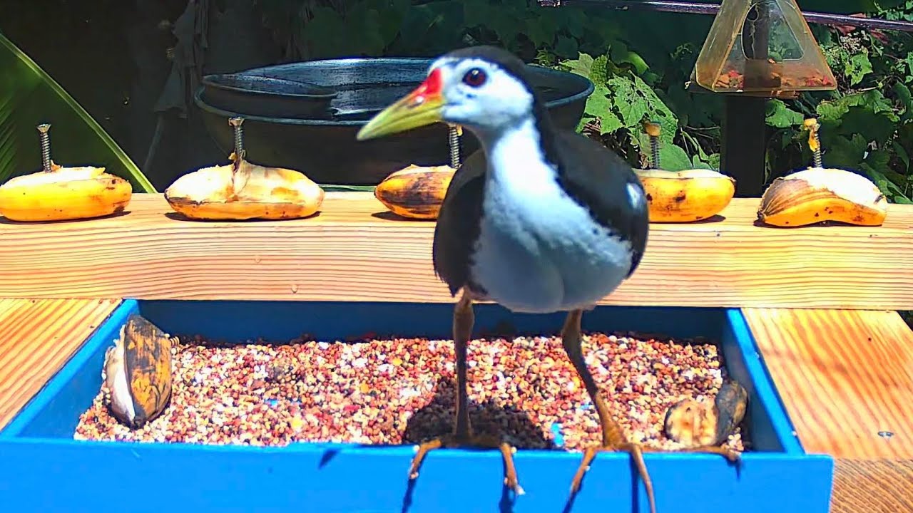 🔴Bird Feeder Cam Asian birds !