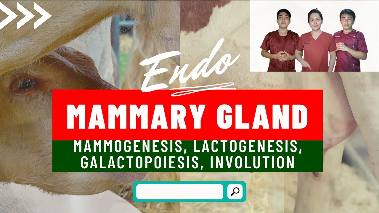 VET ENDO | Mammogenesis, Lactogenesis, Galactopoiesis & Involution | Student Output