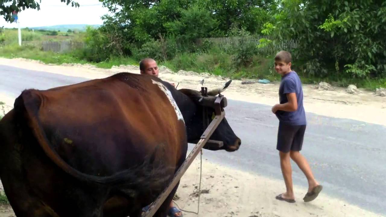 Curaj.TV - Bou înjugat la Pănășești, Strășeni