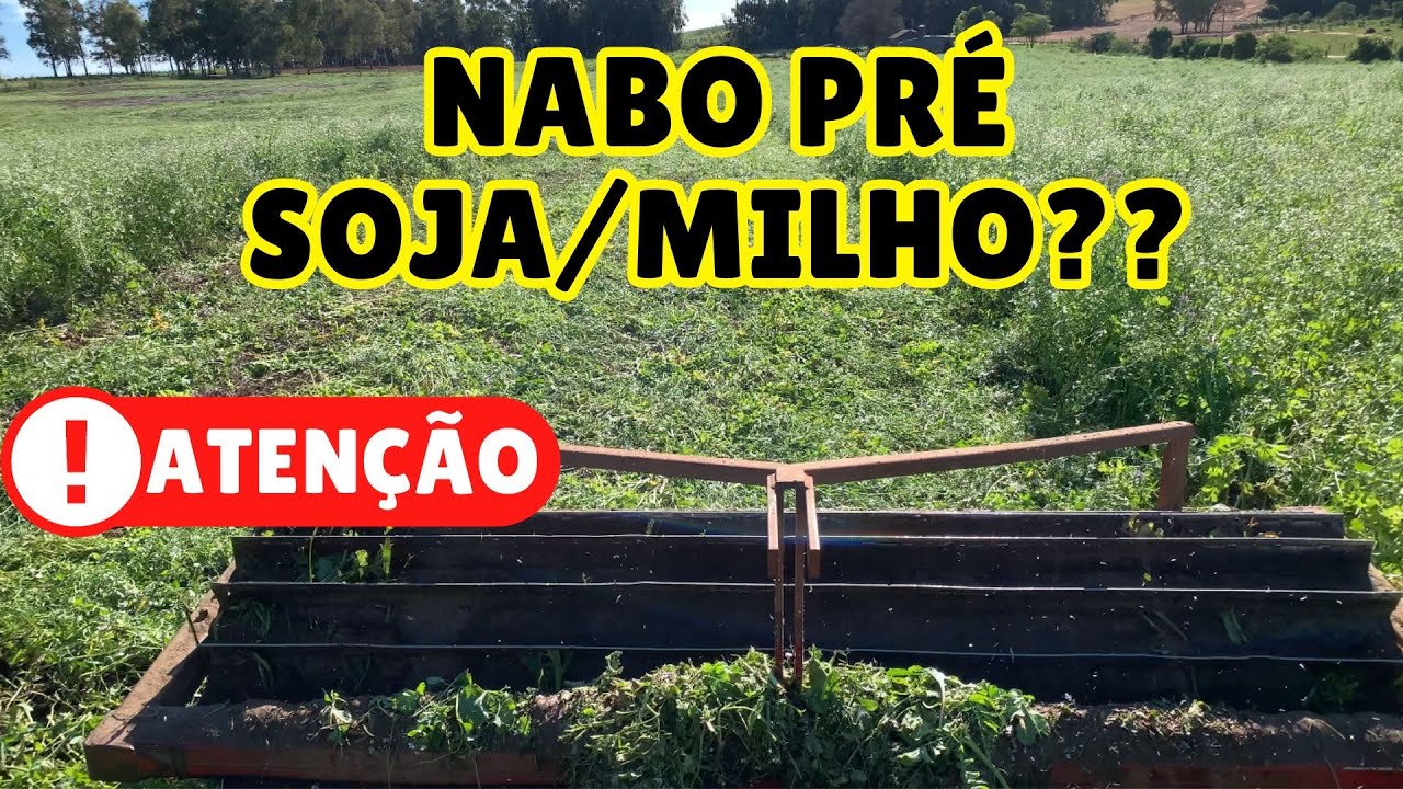COMO MANEJAR O NABO PRÉ SEMEADURA DE SOJA E MILHO?? Bora pro campo…
