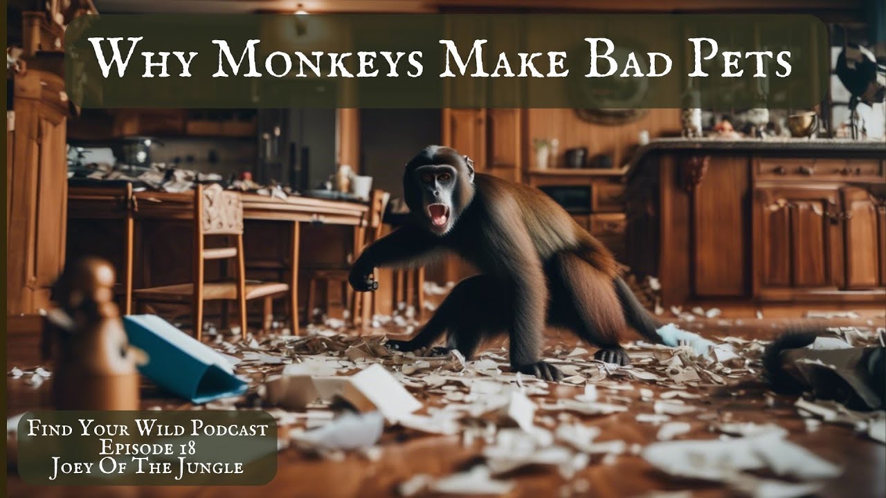 Why Monkeys Make Bad Pets With Joey Of The Jungle