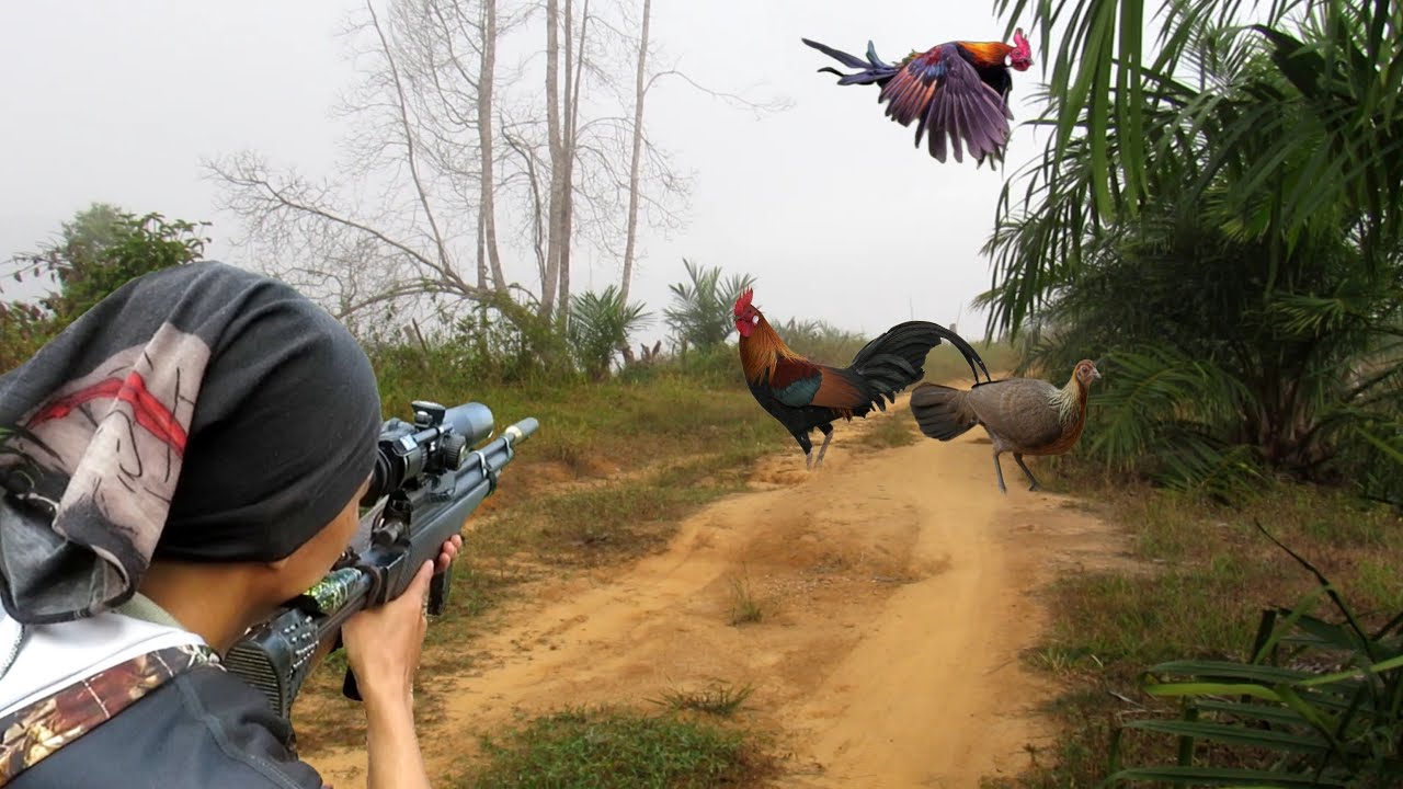 BERBURU AYAM HUTAN MERAH BUAT DI MASAK NIKMAT DI ALAM..