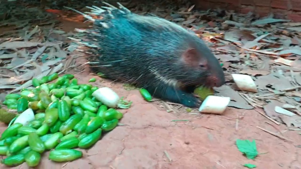 1.Two porcupines are eating different food.#porcupines#wild animals#