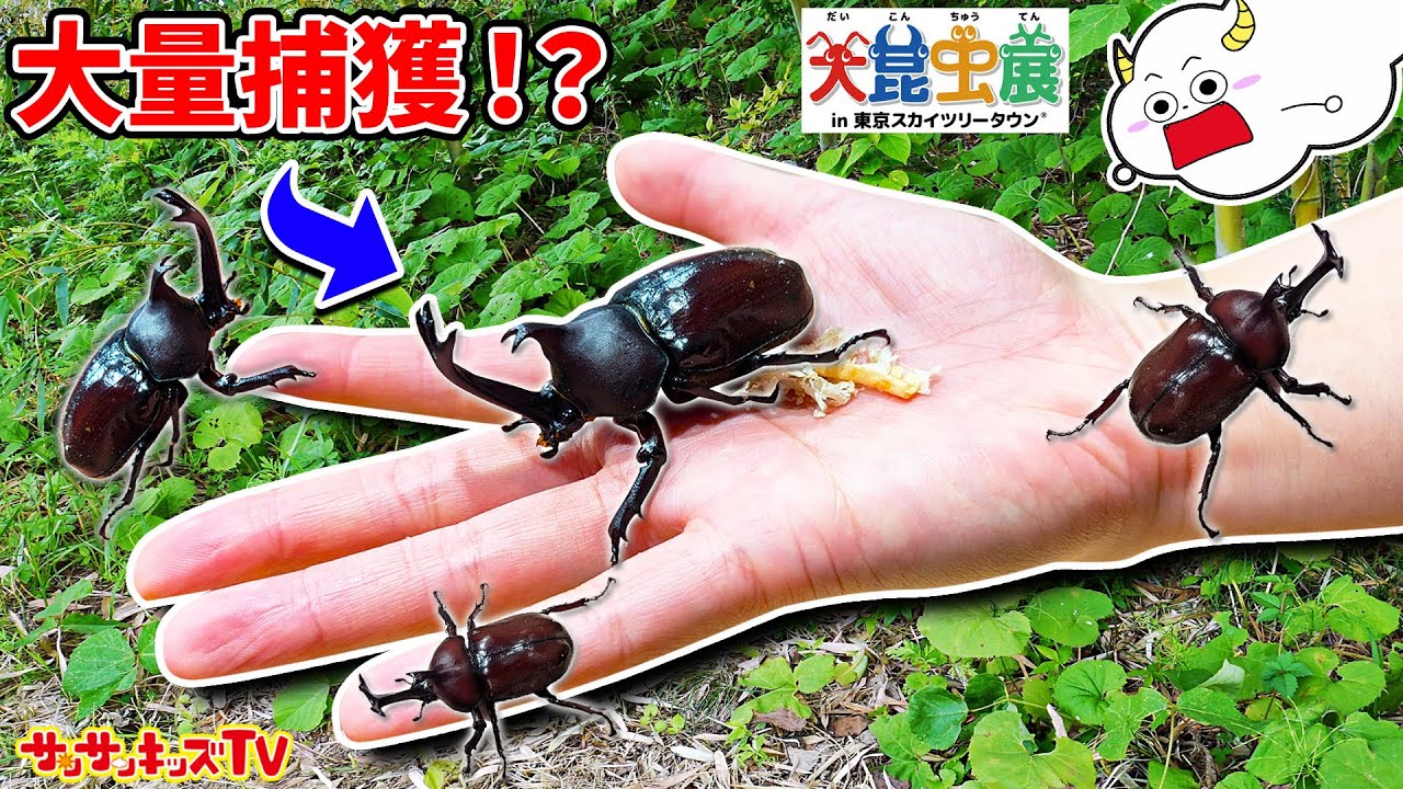 【昆虫】カブトムシやクワガタがボロボロ獲れる場所！？ヘラクレスオオカブトの幼虫やレアな虫を大量捕獲！虫とり・おでかけ・生き物・子供向け知育教育★サンサンキッズTV★