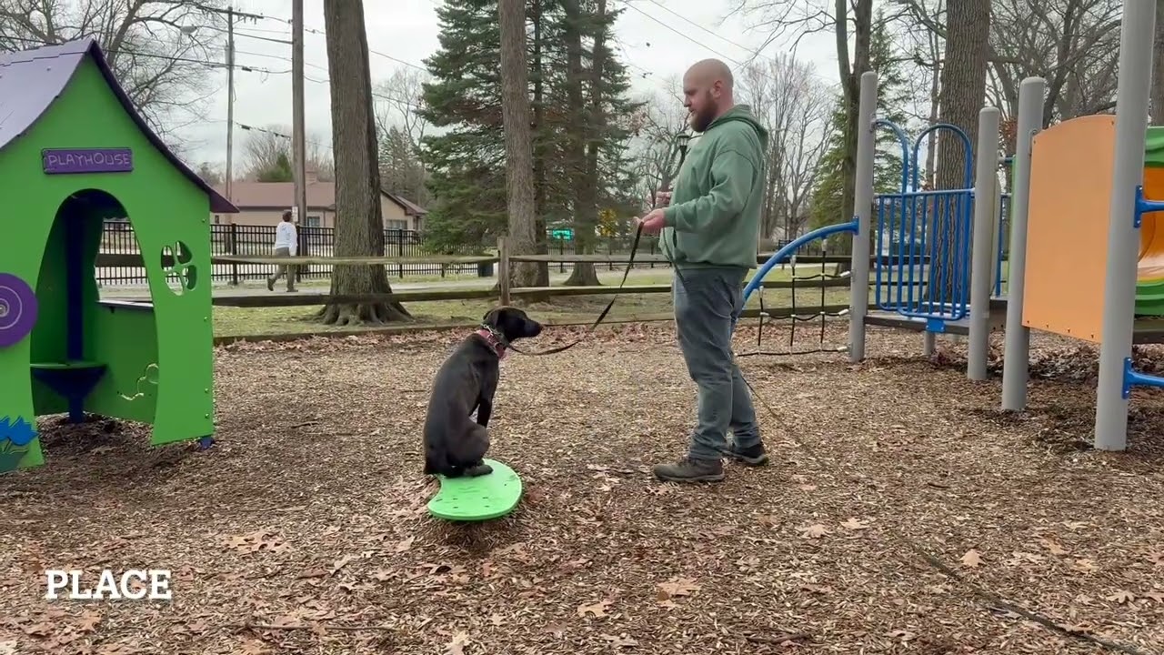 Best Dog Training Toledo, Ohio! 7 Month Old Lab Mix, Emmy!