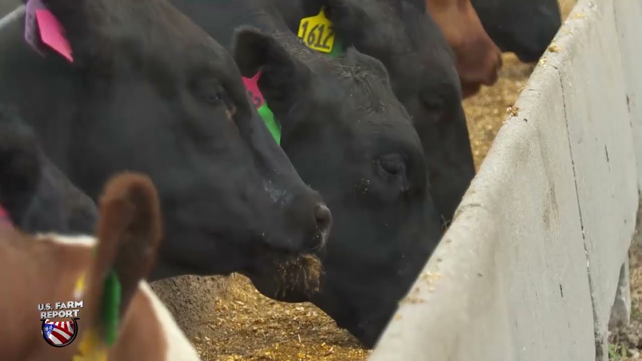 The Golden Triangle: Corn, Ethanol and Cattle Production