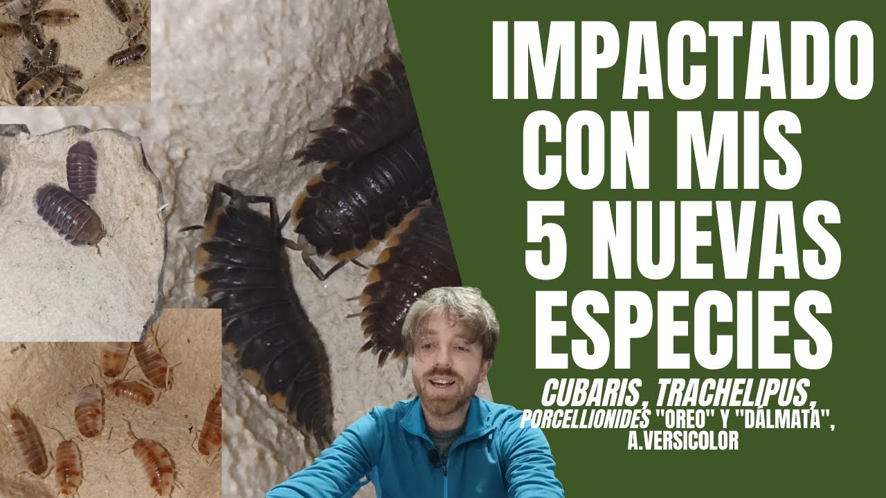 Recibo NUEVOS ISOPODOS Y UNO TIENE COLOR GALLETA | Porcellionides pruinosus, Cubaris y Trachelipus