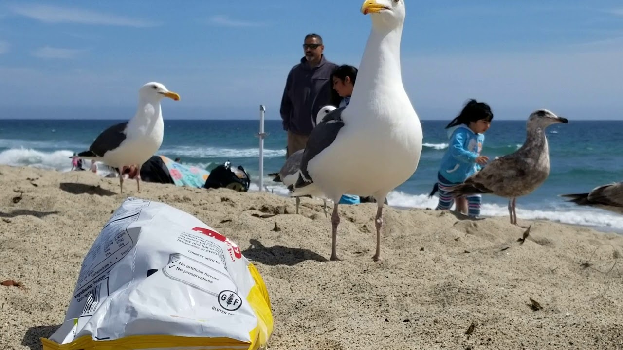 Seagulls fighting over chips