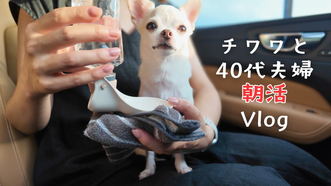 5時から朝活を楽しむチワワがショックだった事とは･･･【40代夫婦のVlog】