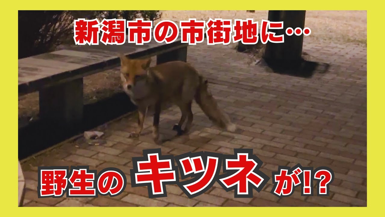 新潟市の市街地に現れたのは&rdquo;野生のキツネ&rdquo;　エキノコックスへの懸念は？