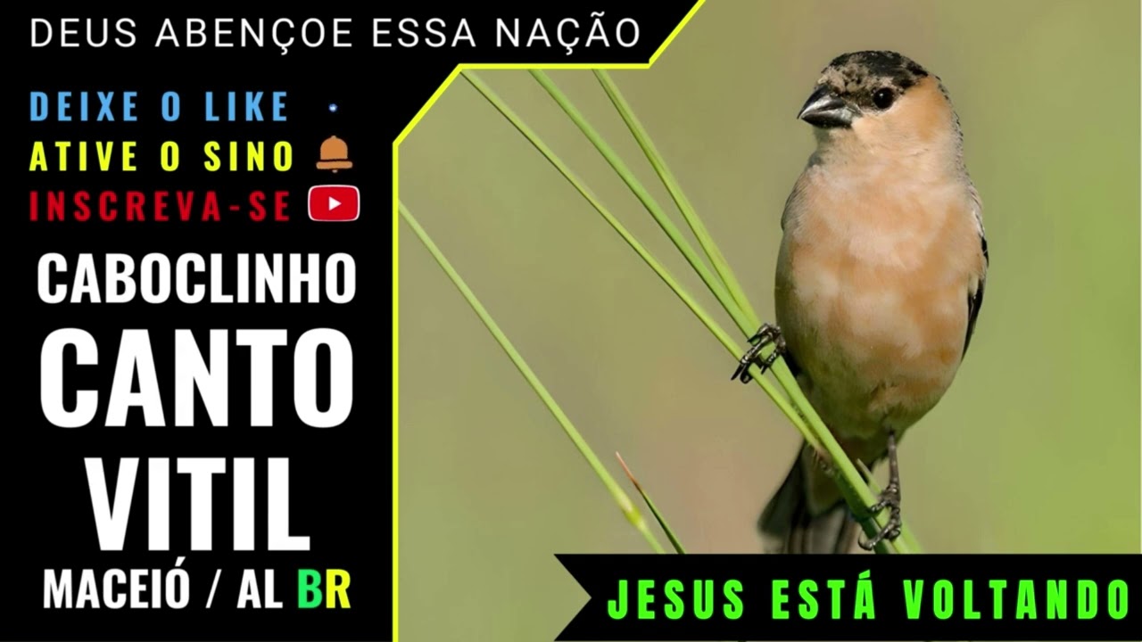 🟢 - CABOCLINHO CANTO VITÍL - MACEIÓ AL