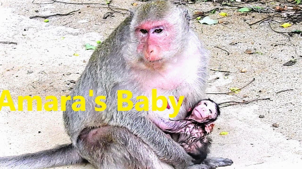 Famous Actor Monkey Named Amara Gives Her New Birth of Newborn Baby