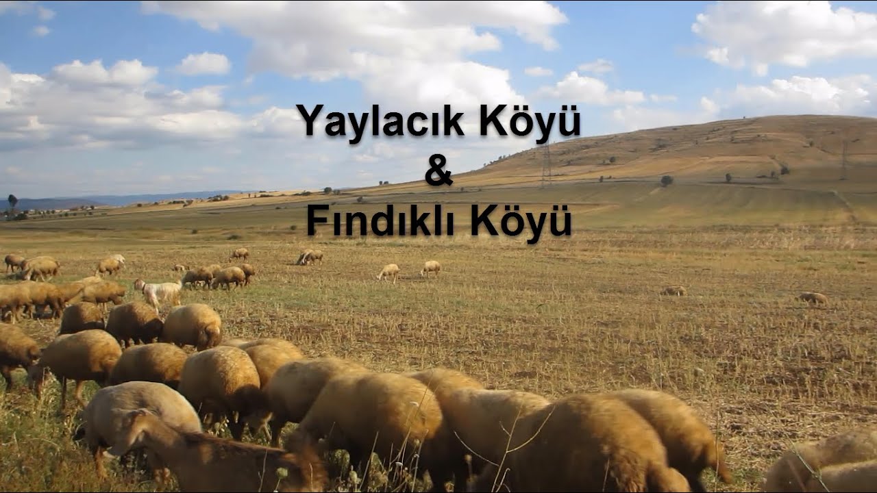4_In Fındıklı Köyü, part 1: Passing throught Yaylacik Köyü, my cousin Veysel and his animals