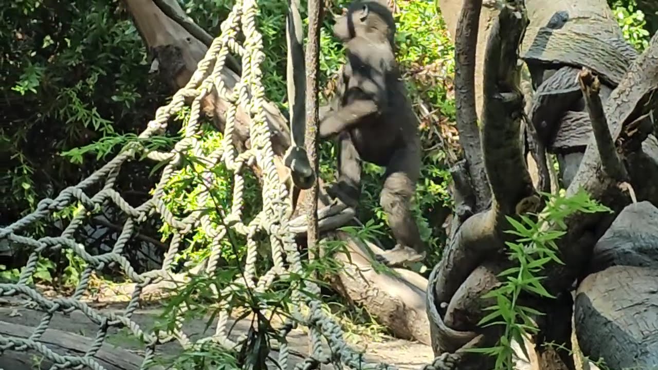Woodland Zoo Gorillas