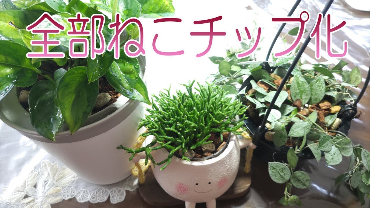 全部ねこチップ化！