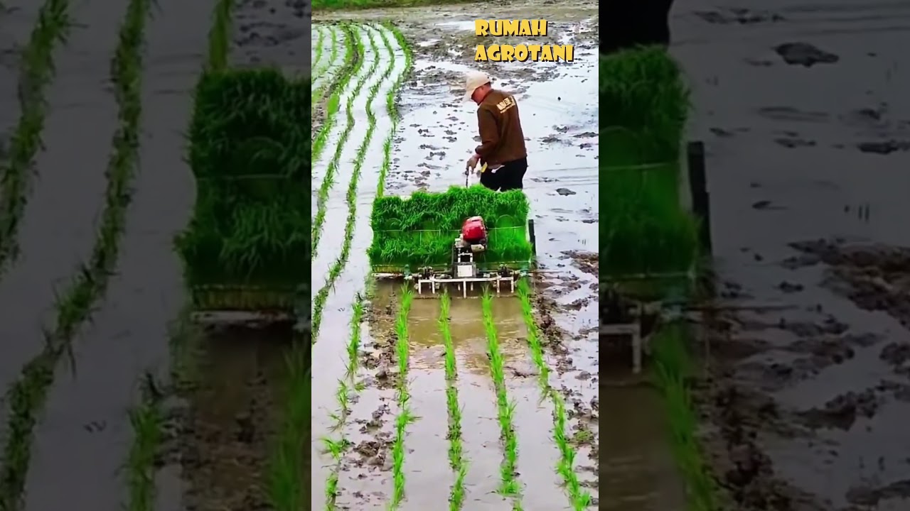 Begini Mesin Tanam Padi Yang Simpel dan Mudah