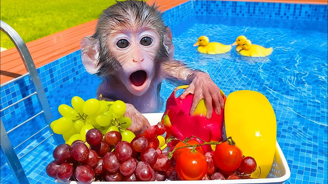 Monyet Bon Bon pergi berenang dan mengadakan pesta buah yang menggemaskan di kolam renang.