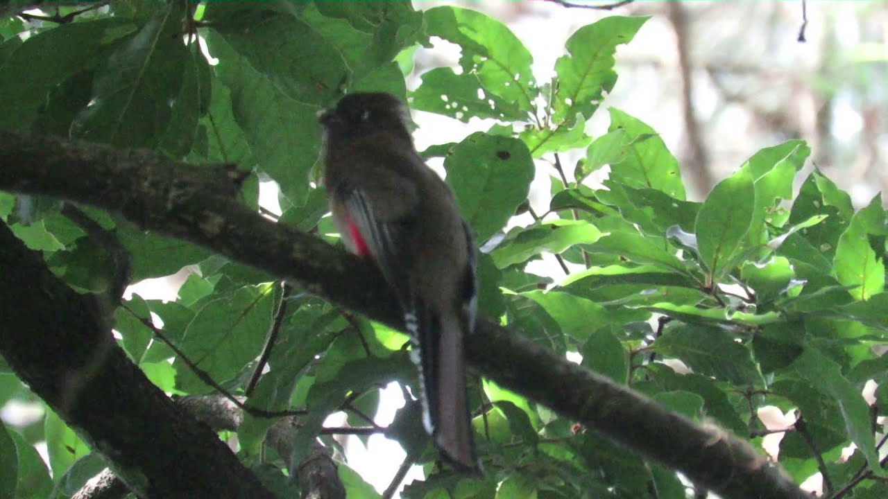 Kara Sun birding in Guatemala, Part 1 - Lake Atitlan