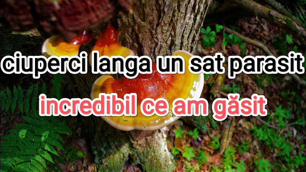La ciuperci langa un sat parasit/ Incredibil ce am găsit.
