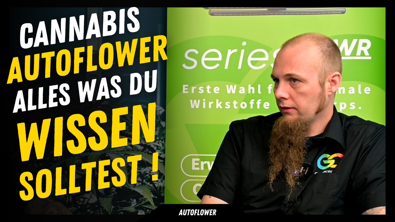 Cannabis Autoflower  : Alles was du wissen solltest bevor du eine Automatic anbaust . F&uuml;r Einsteiger
