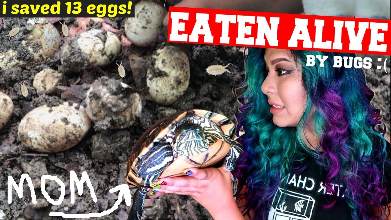 BUG INFESTED NEST: TURTLE EGGS RESCUE!