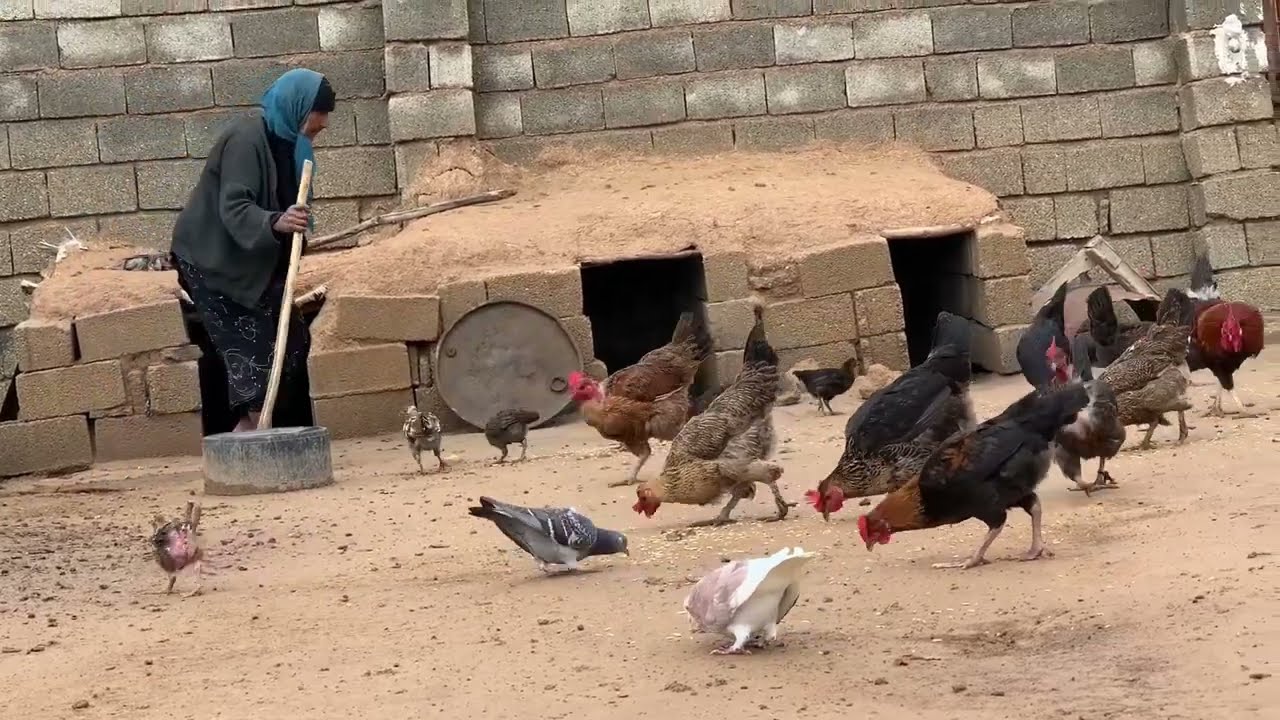 دجاجات الیده لاتضعن البیض😢🥚| حیاة الریف