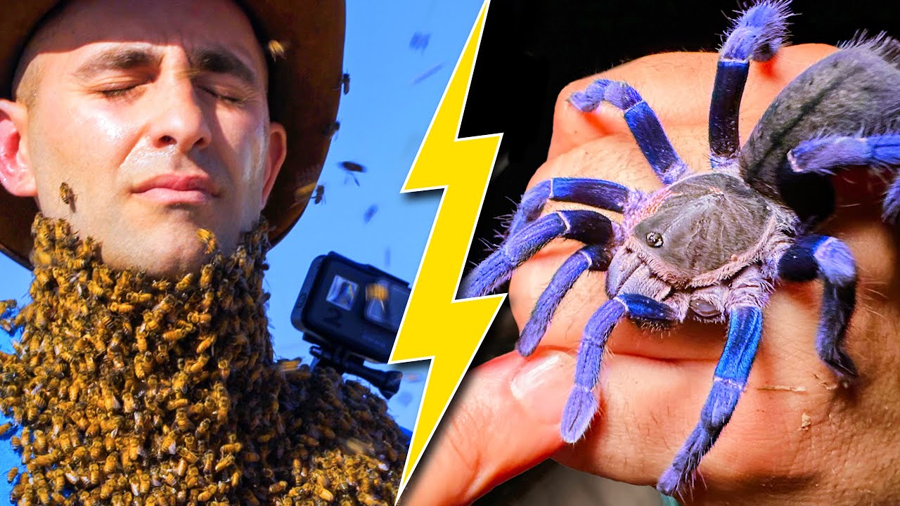 When Wildlife STRIKES: Coyote's Extreme Moments Compilation