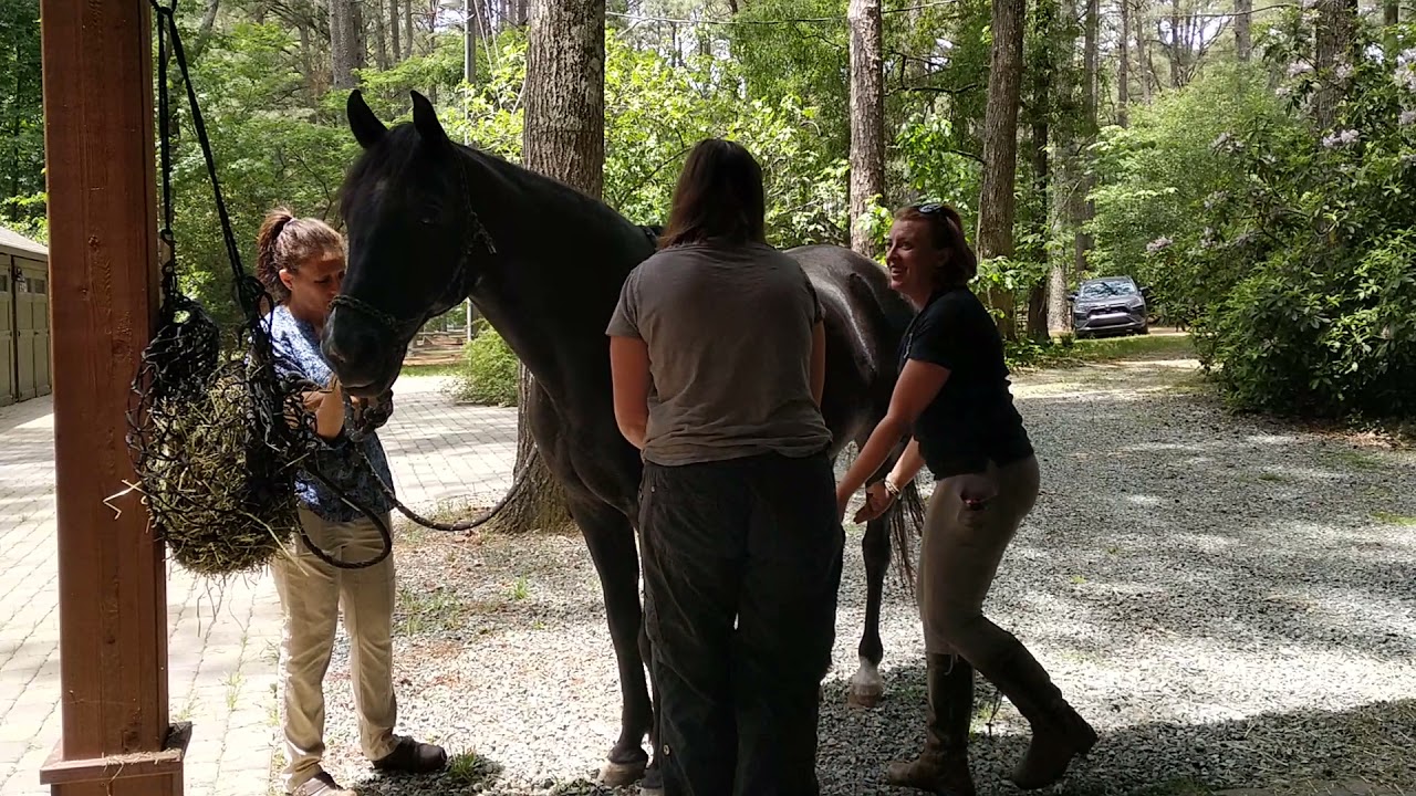 Equine massage clinic part 2