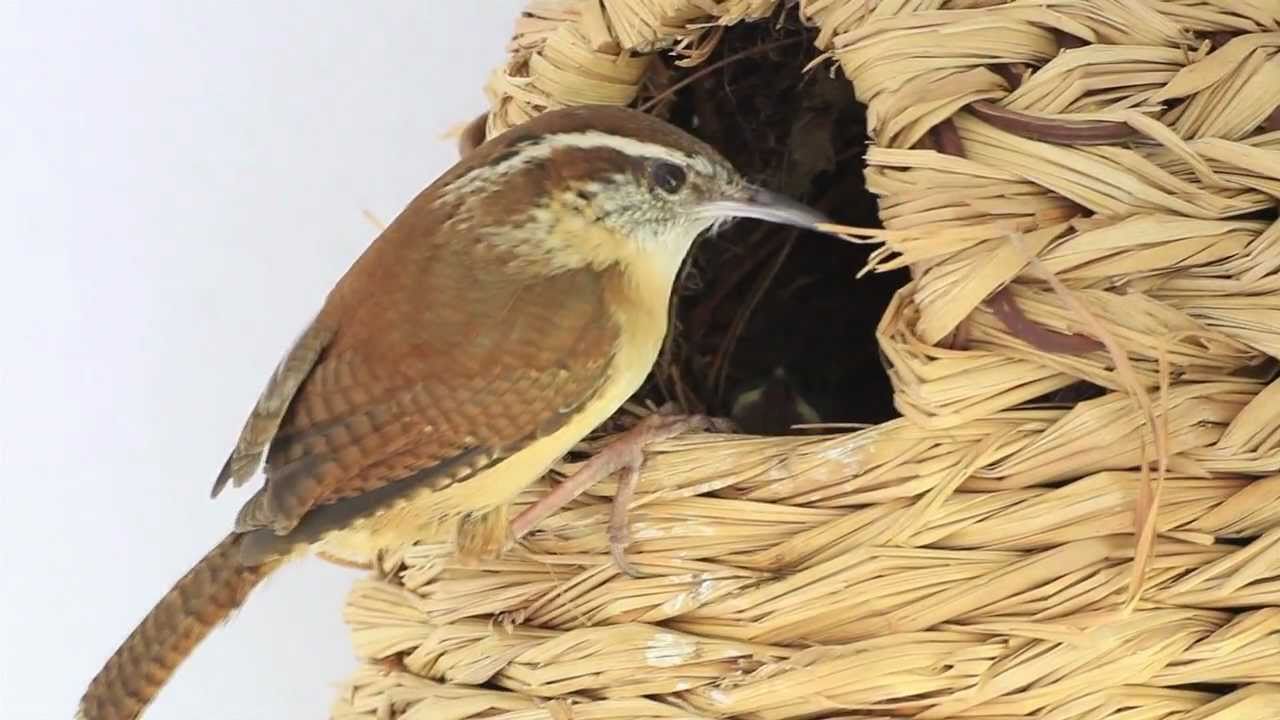 Carolina Wren Nest