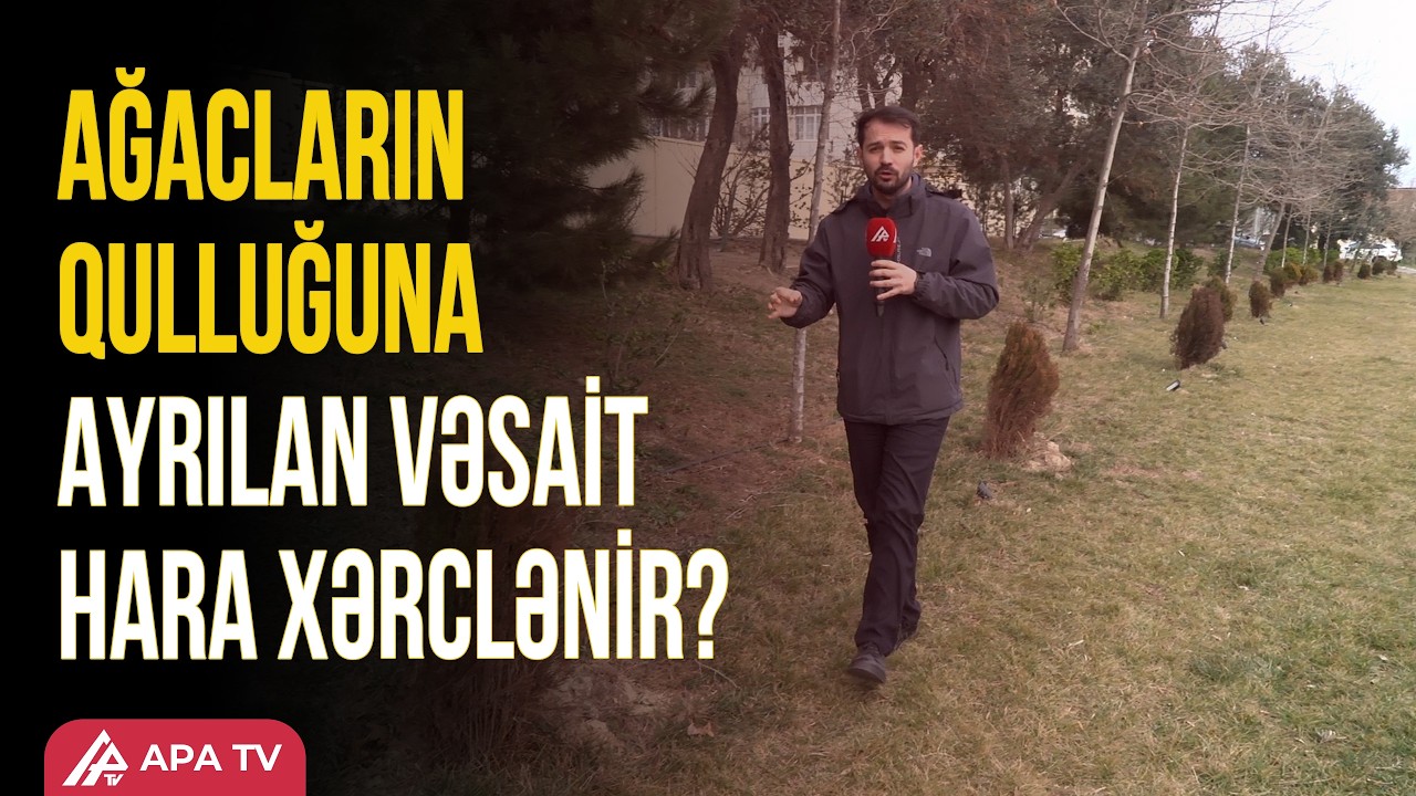 Bakıda ağaclar quruyur, İcra deyir ki, ehtiyatda ağaclar var | APA TV