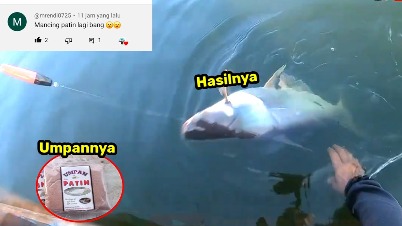 Tes umpan merah di spot liar waduk cirata || STRIKE PATIN UKURAN JUMBO