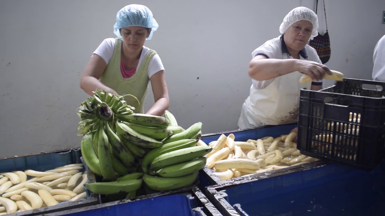 Proyector planta procesadora de plátano Villanueva Valle