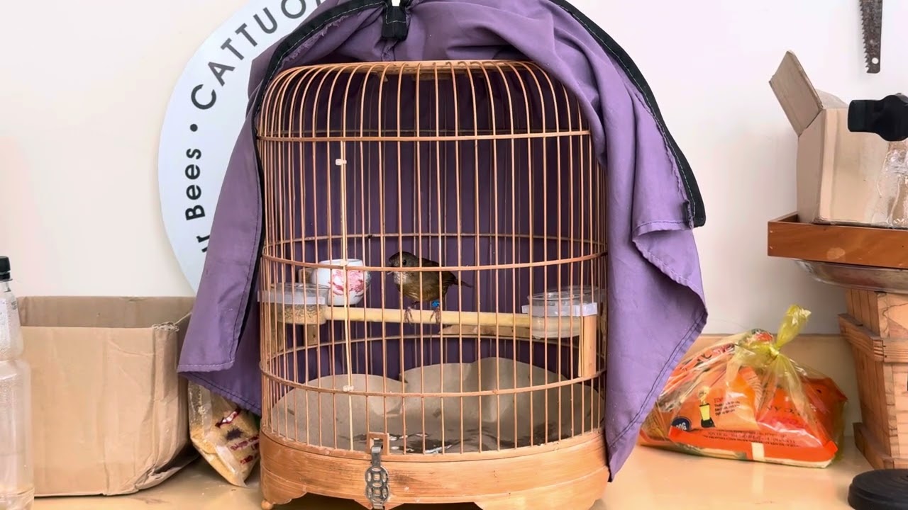 Tiểu Mi hót banh nóc
