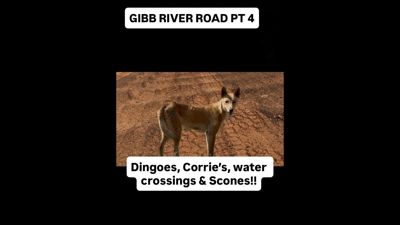 GIBB RIVER ROAD PT 4 ~ DINGOES, CORRIE'S, WATER CROSSING AND SCONES ~ TRAVELLING AUSTRALIA