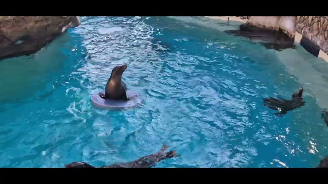 SeaWorld sanantonio .Texas usa
