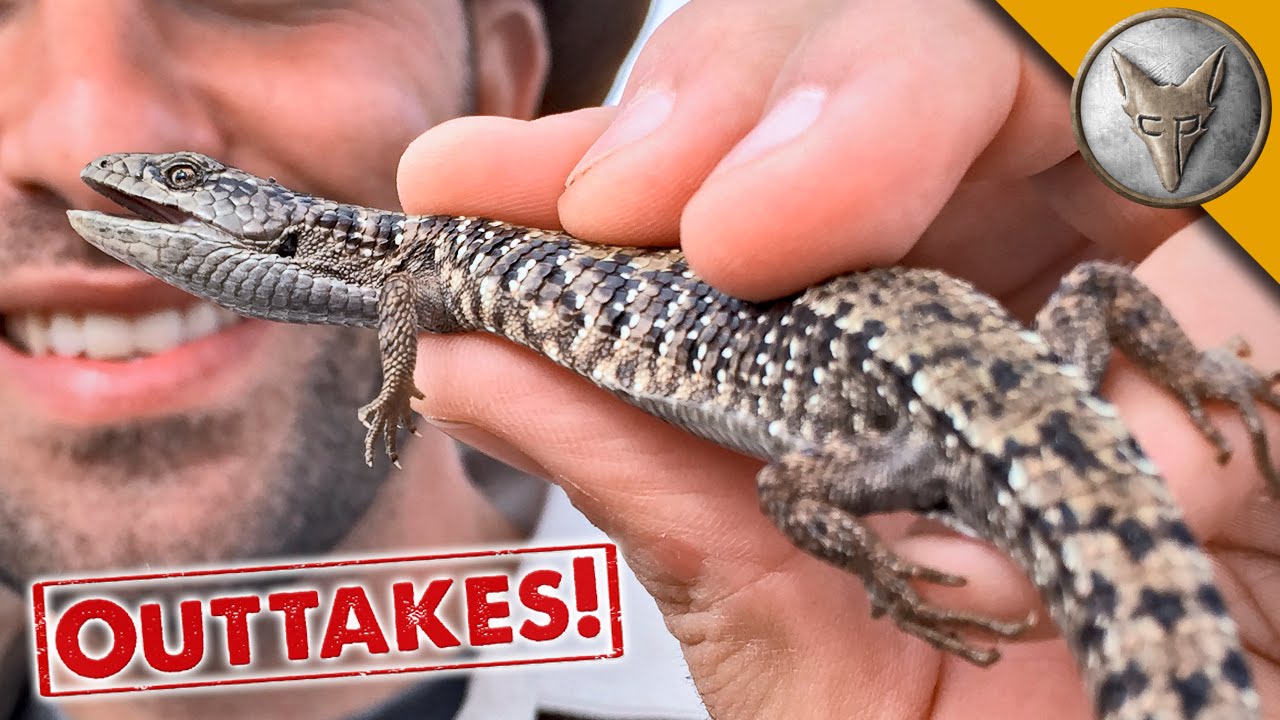 Alligator Lizards in the Lagoon!