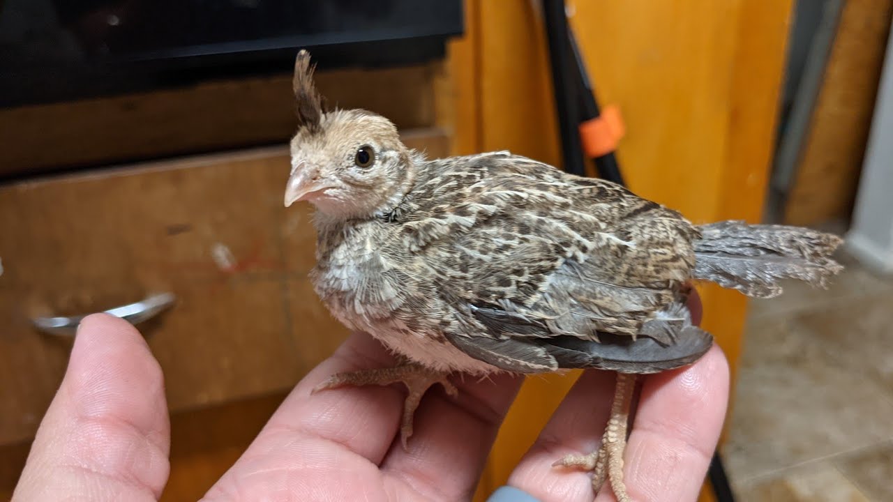 Hatching An Abandoned Gambles Quail Egg!