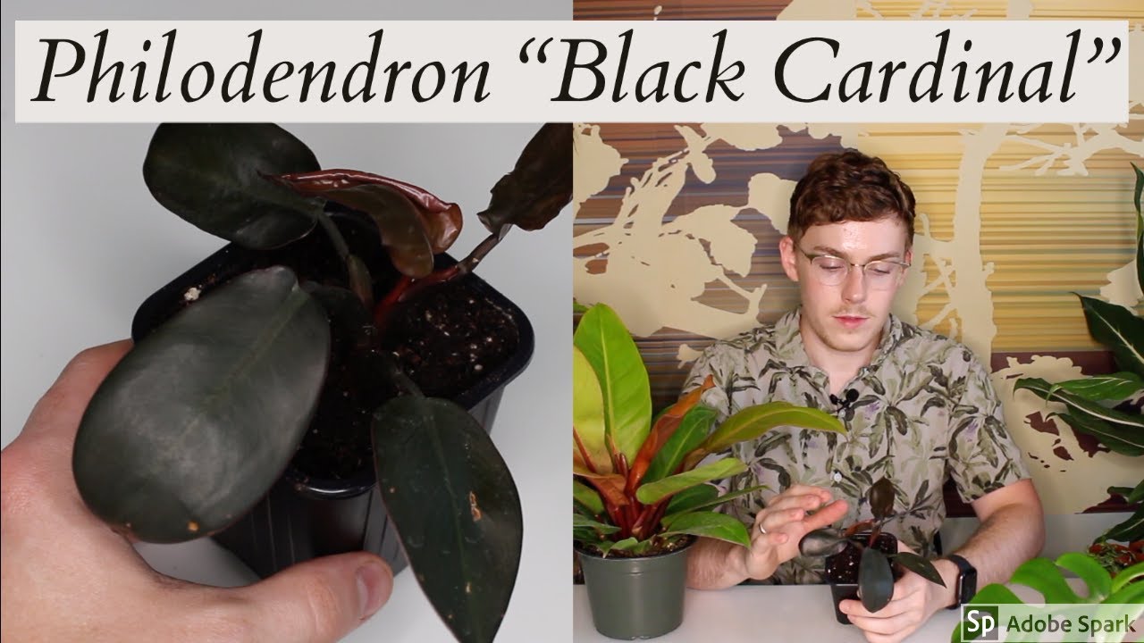 Philodendron 