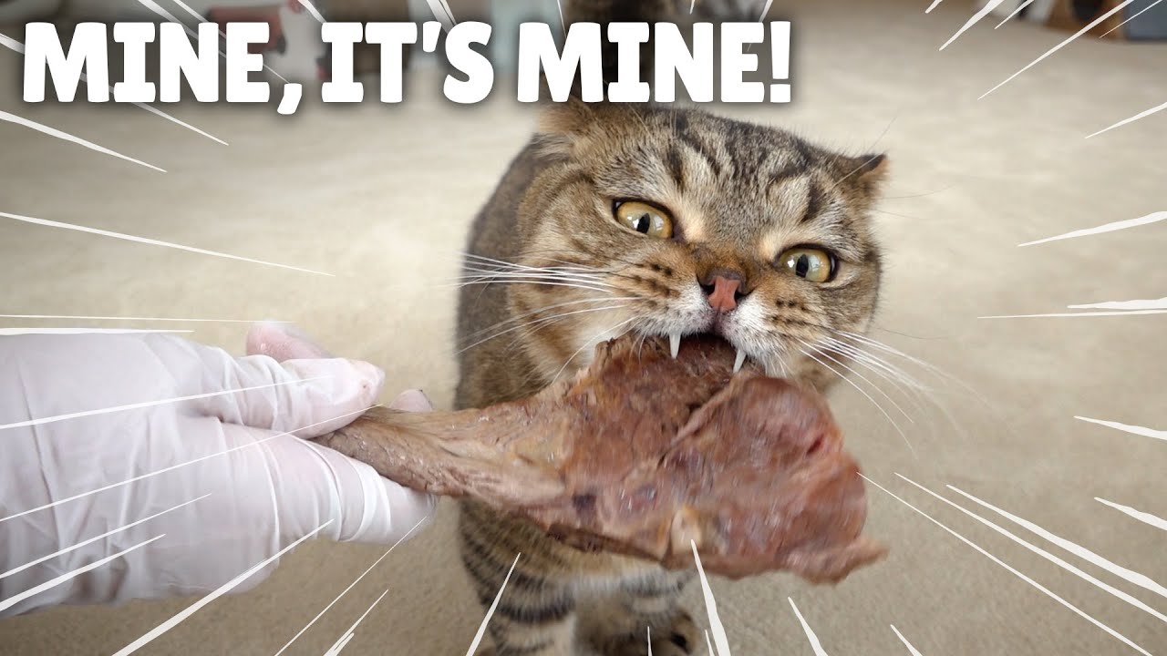 LuLu Went Crazy for Lamb! | Kittisaurus