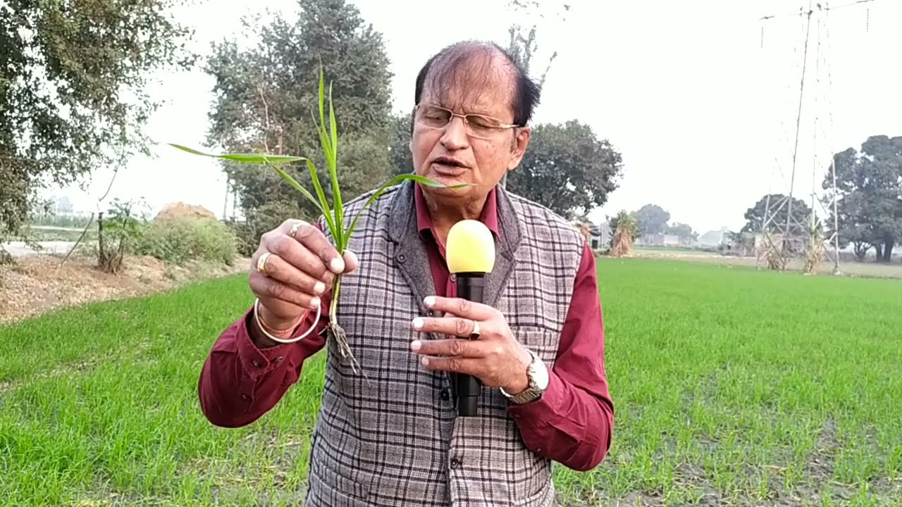 गेहूं की खेती में पहला पानी और यूरिया कब दें।